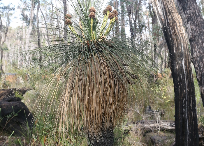 Western Australian Plants Dasypogonaceae
